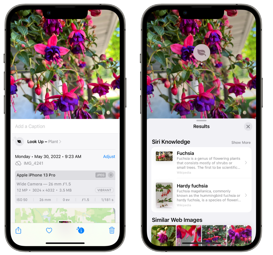 新巴尔虎右苹果手机维修分享小技巧：使用 iPhone 相机识别花卉植物 